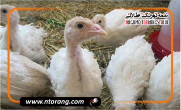 چگونه وزن بوقلمون‌ها را در ۲ ماه اول پرورش افزایش دهیم؟